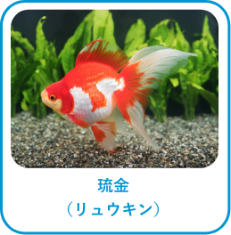 琉金(リュウキン)