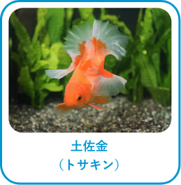 土佐金(トサキン)