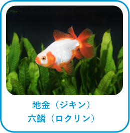 地金(ジキン)六鱗(ロクリン)