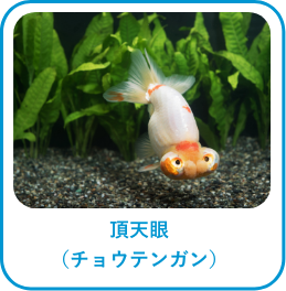頂天眼(チョウテンガン)