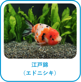 江戸錦(エドニシキ)