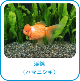 浜錦(ハマニシキ)
