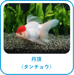 丹頂(タンチョウ)