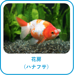 花房(ハナフサ)