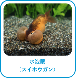 水泡眼(スイホウガン)