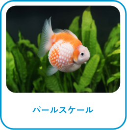 パールスケール