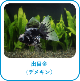 出目金(デメキン)