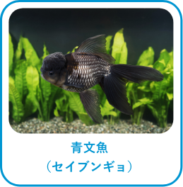 青文魚(セイブンギョ)