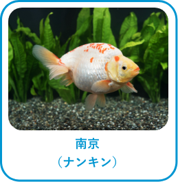 南京(ナンキン)