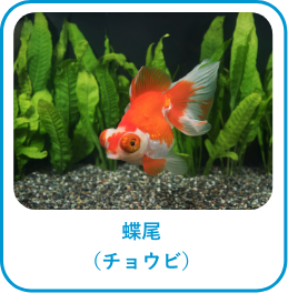 蝶尾(チョウビ)