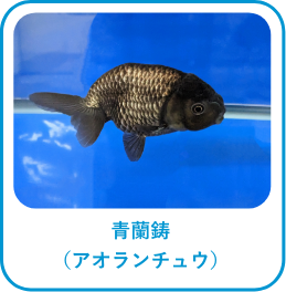 青蘭鋳(アオランチュウ)