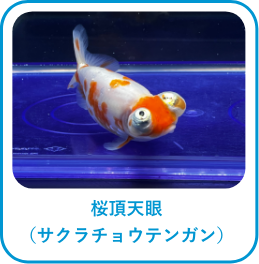 桜頂天眼(サクラチョウテンガン)