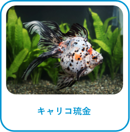 キャリコ琉金