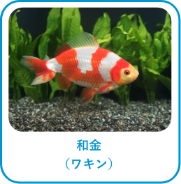 和金(ワキン)