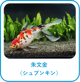 朱文金(シュブンキン)