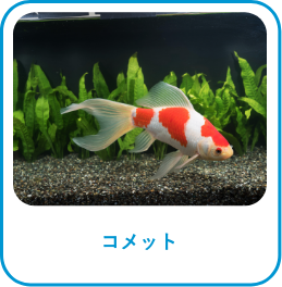 コメット
