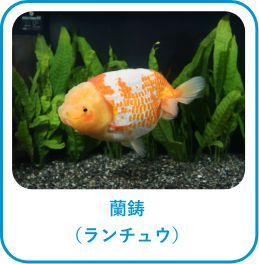 蘭鋳(ランチュウ)