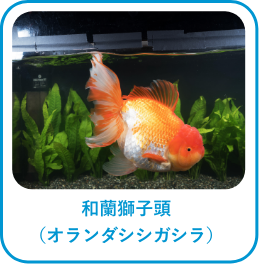 和蘭獅子頭(オランダシシガシラ)