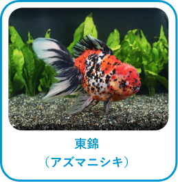東錦(アズマニシキ)