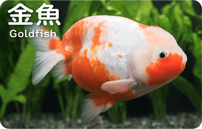 金魚