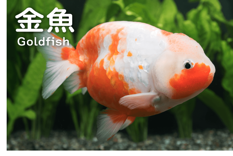 金魚