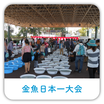金魚日本一大会