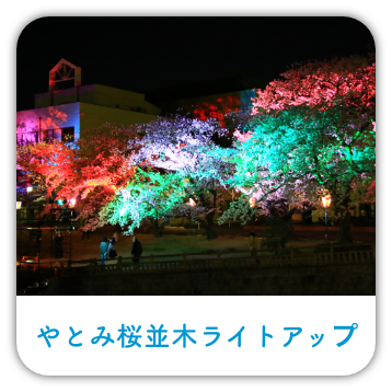 やとみ桜並木ライトアップ